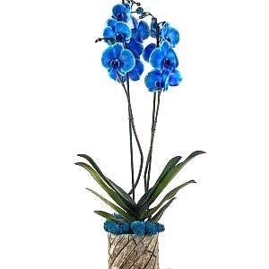 blue-orchid-kc488733-1-15