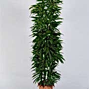 ficus amstel 180