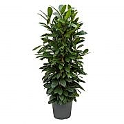 Ficus cyathistipula 150