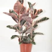 ficus elastica belize kauçuk 110