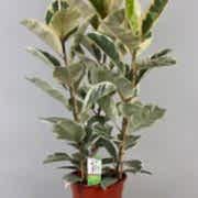 ficus elastica tineke kauçuk 90