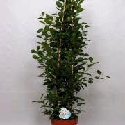 ficus microcarpa 150 cm