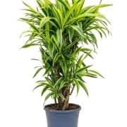 fragans lemon lime 110