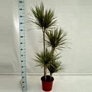 marginata bicolor 150