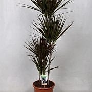 marginata magenta 140